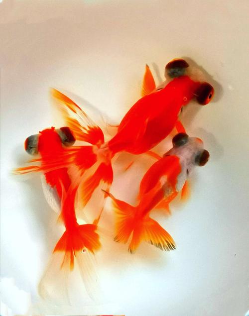 金鱼 总(37) 手机版