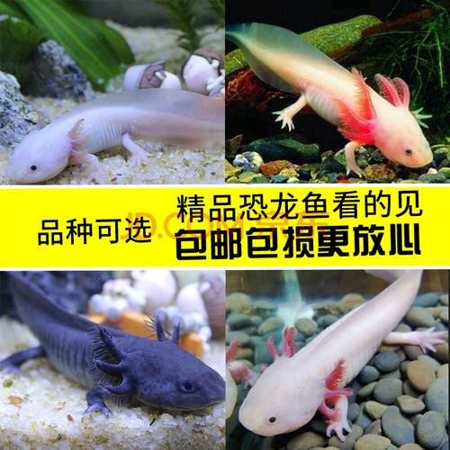 saryor 六角冷水恐龙鱼淡水冷水鱼金鱼饲料火龙鱼观赏