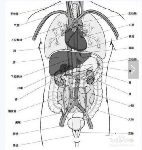 人体的器官名称图解