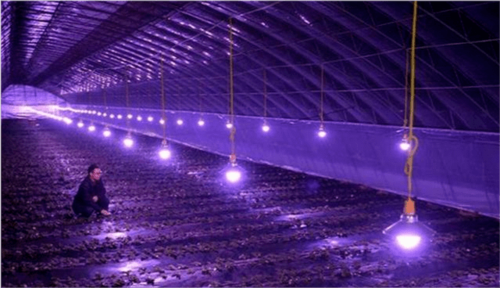 别忘了给植物大棚安装植物补光灯