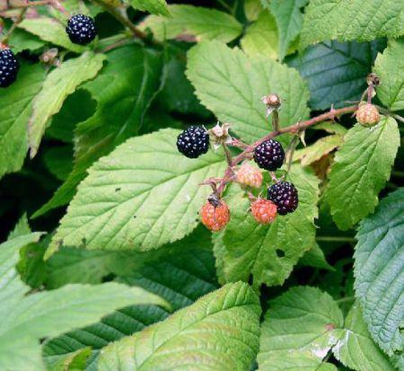 悬钩子属的模式种