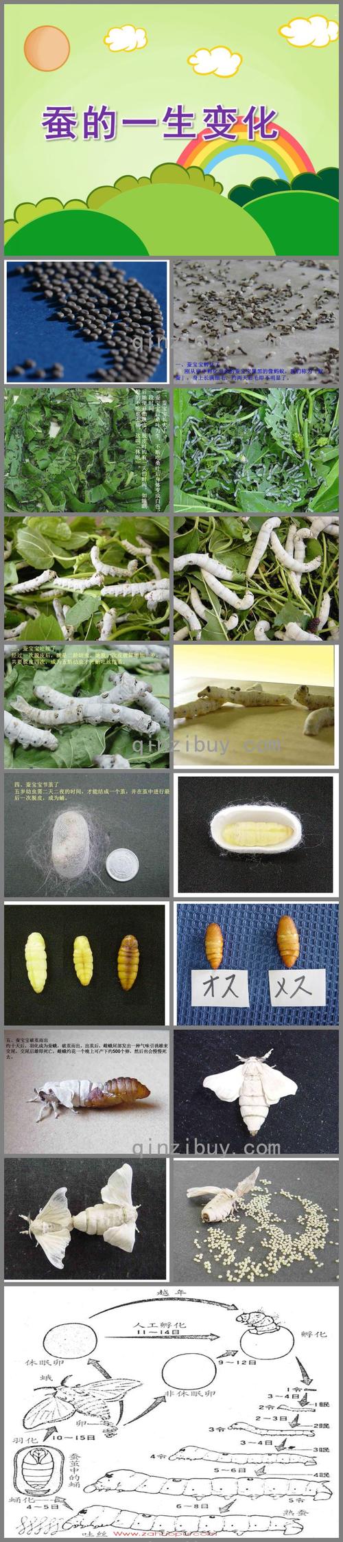 大班科学蚕的一生变化ppt课件