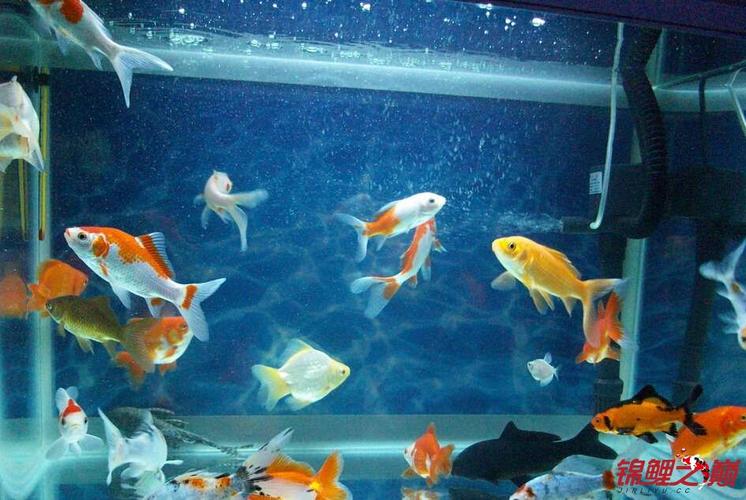 金鱼锦鲤混养