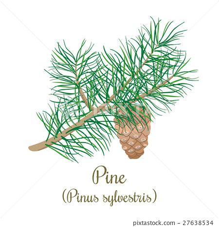 green branch of pinus 首页 插图 植物_花 树_树木 松树 pine tree