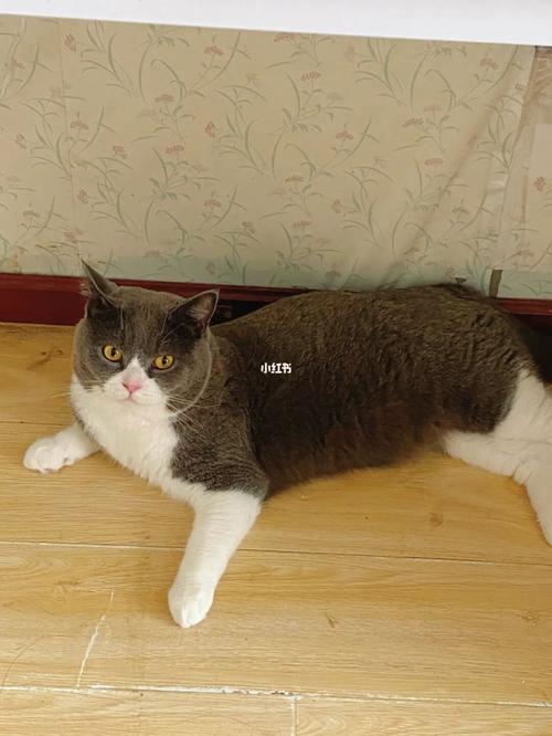 蓝白|美短_美短_宠物_猫_晒猫