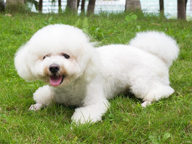 白色比熊犬成年公犬图片