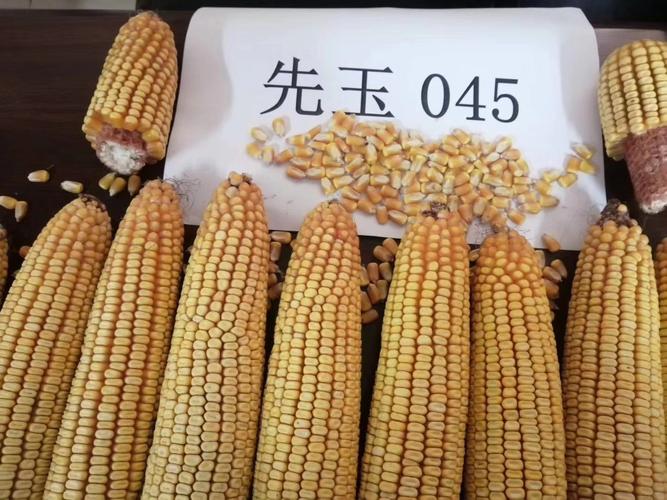 大棒 高抗 耐密 粮饲兼用〕先玉045