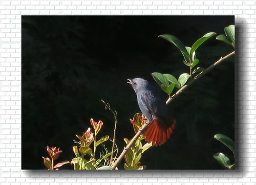 屋檐下的石燕鸟