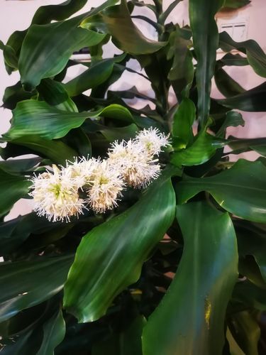 满屋生香的香龙血树