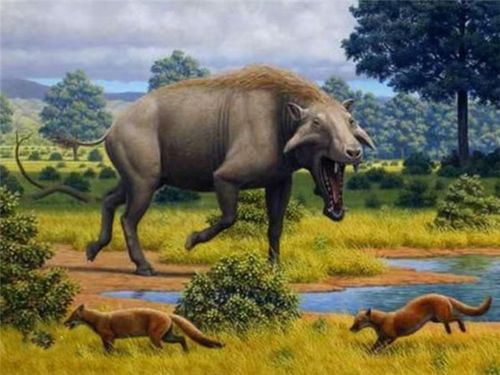 于1850年描述,至今共发现了8个种类,它们是完齿猪及其他有蹄类的亲属