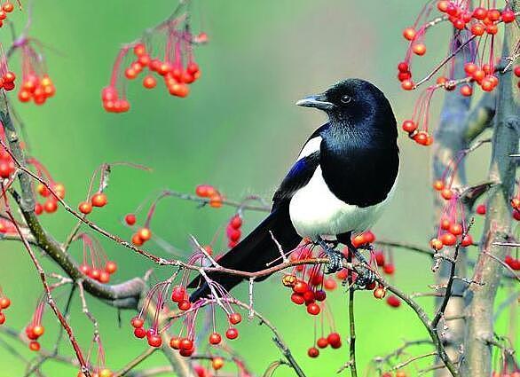 喜鹊叫吉凶象征意义?