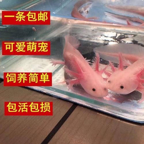 六角恐龙鱼淡水冷水鱼活体宠物鱼霸王蝾螈金鱼龙鱼清道夫好养耐活