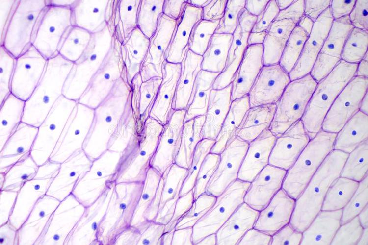 光学显微镜下可见的细胞结构有哪些 升学入学