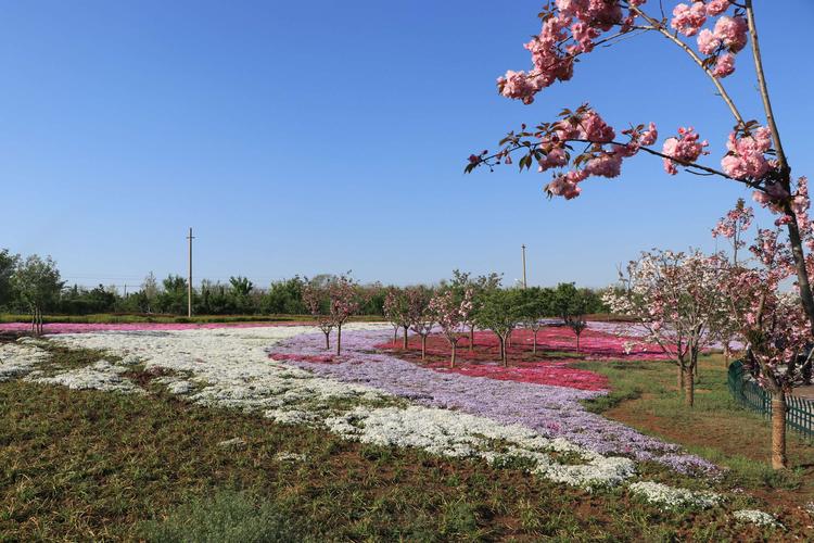 文昌湖樱花园,有淄博及周边面积最大的芝樱花海,迎着春风灿烂生长的芝