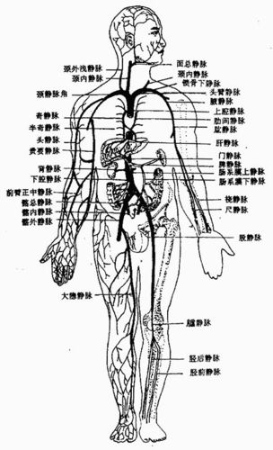 ⑴上腔静脉系 上腔静脉由左,右头臂静脉在右侧第一胸肋关节后合成