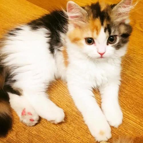 惊了,绝美三花猫,简直是偷心盗贼!