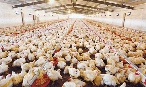 肉鸡养殖常见问题及对策
