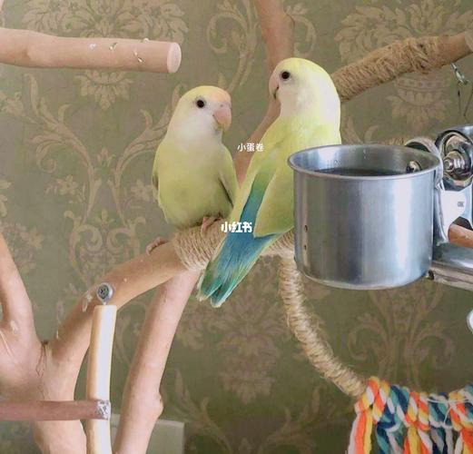 金顶白面澳桂_鹦鹉_牡丹_手养牡丹鹦鹉_宠物_宠物其他
