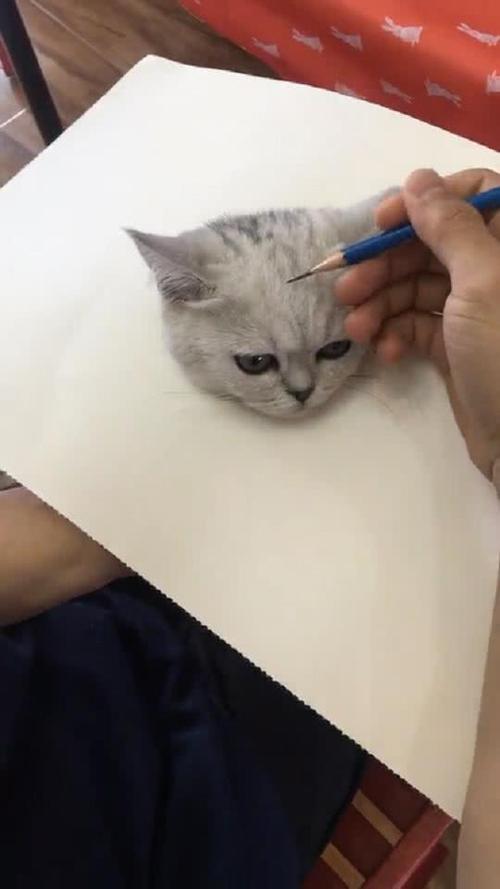 最开始以为纸上是一只画出来的猫咪,看到最后我笑了