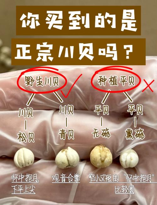 别再买假野生川贝了!教你辨别真假川贝