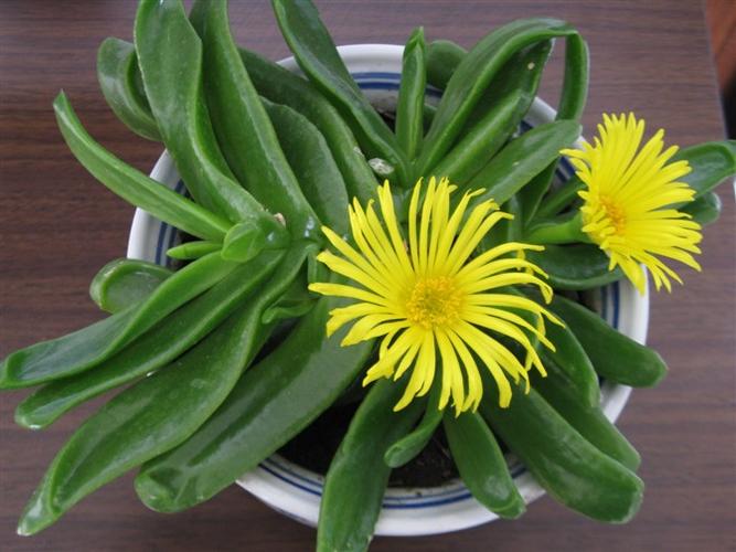 佛手掌为番杏科舌叶花属多肉类植物,学名为glottiphyllumuncatum,因其