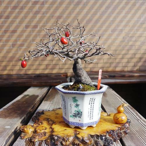 怡景园 日本小品老鸦柿红珍珠 花果盆景 微型盆栽 实物拍摄2