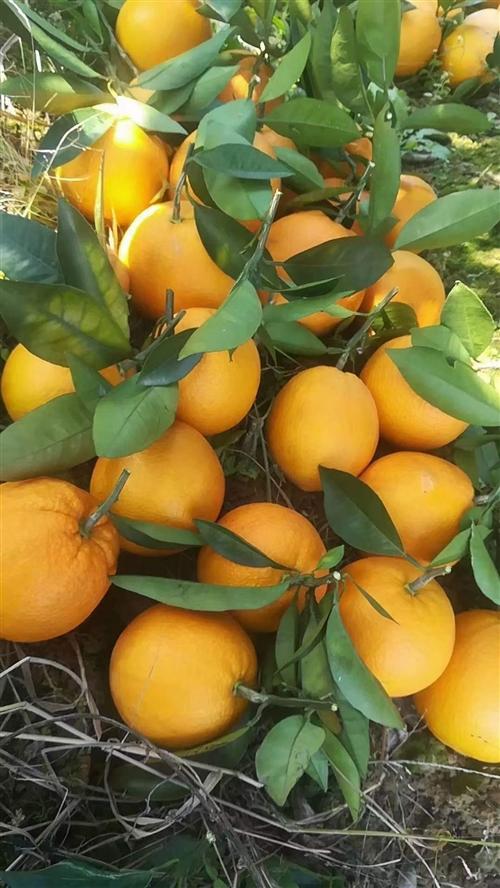 新宁脐橙