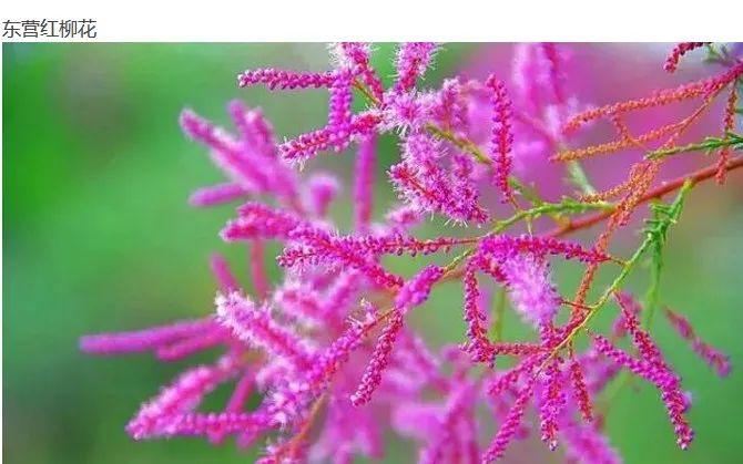 东营的市花,市树,市鸟是.感觉根本不能代表东营