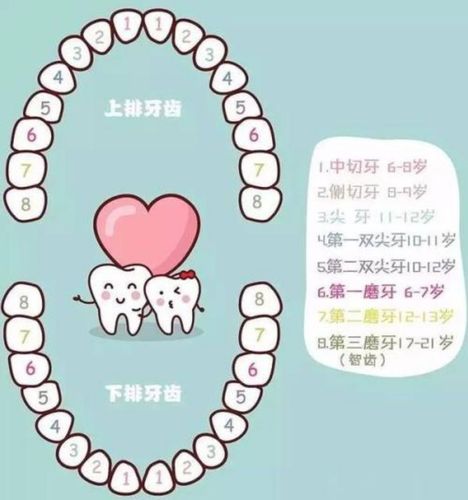 《爱护牙齿》 写美篇 活动过程: 一,介绍图片,引导幼儿认识牙齿 1