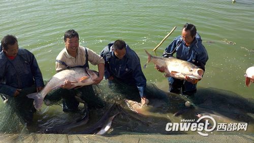 陕西省新民水产良种场的原种鱼