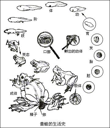 青蛙发育过程