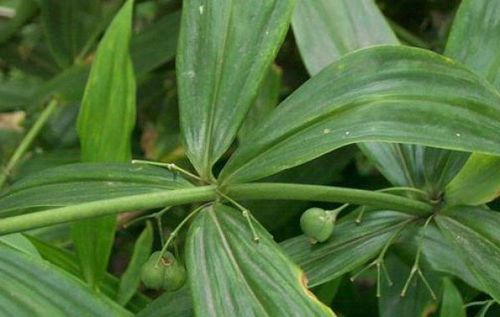 黄精叶子发黄什么病