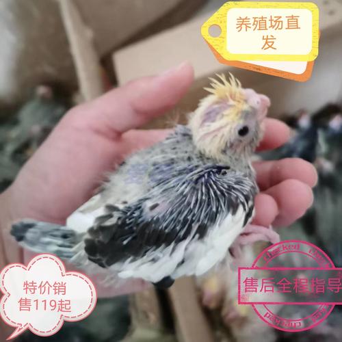 精品黄化玄凤不秃头补差价专用