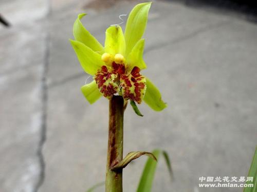 蕙兰-【 奇花 】 - 中国兰花交易网