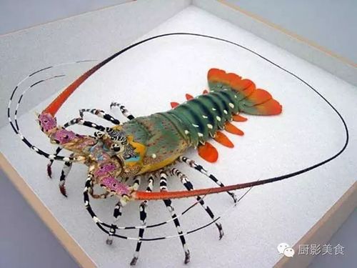 也叫花龙,彩龙虾,原产地在越南,印尼等地区,中国广东海岸也有大量养殖