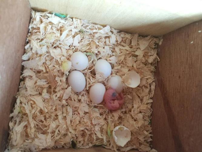 饲养虎皮鹦鹉给自己带来的快乐