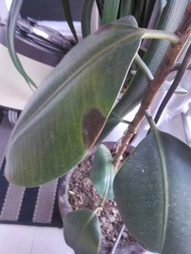 橡皮树的叶子出现黑斑是怎么回事.