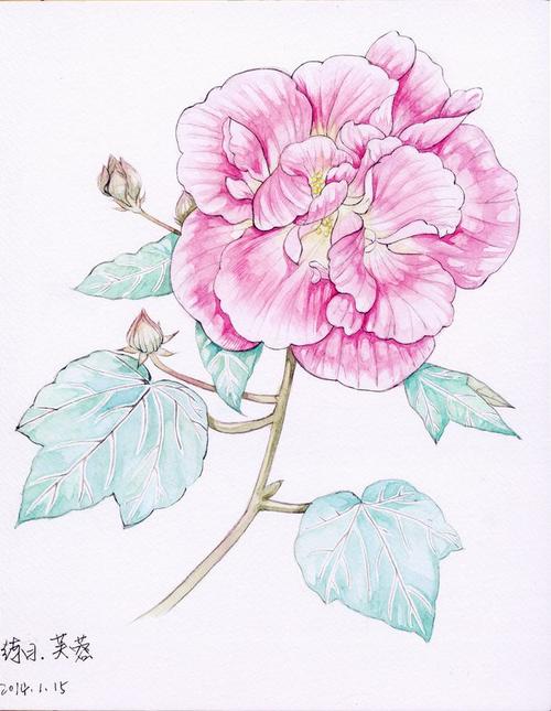 芙蓉花