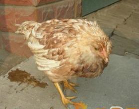 治疗鸡拉稀便水便料便,大肠杆菌特效药,gmp 兽药厂家研发