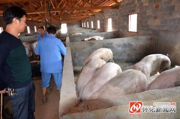 2月26日,舒生银(左)在养殖基地查看生猪生长情况