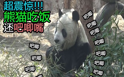 【滚滚】超震惊! 熊猫吃东西还吧唧嘴!长见识了【2018.