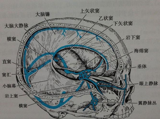 上矢状窦解剖示意图