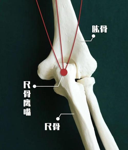 尺骨鹰嘴是什么?其实就是你尖尖的胳膊肘.