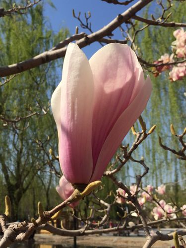 我最喜欢黄色玉兰花.(摄于北京国际雕塑公园)