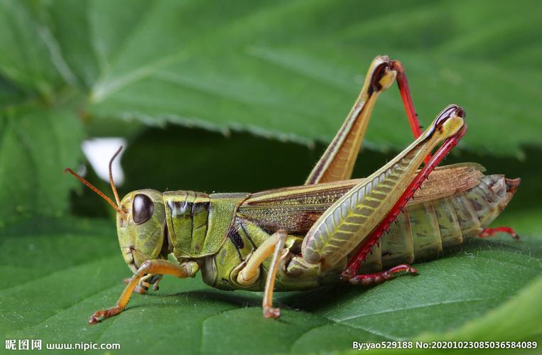 绿色蚂蚱摄影图片