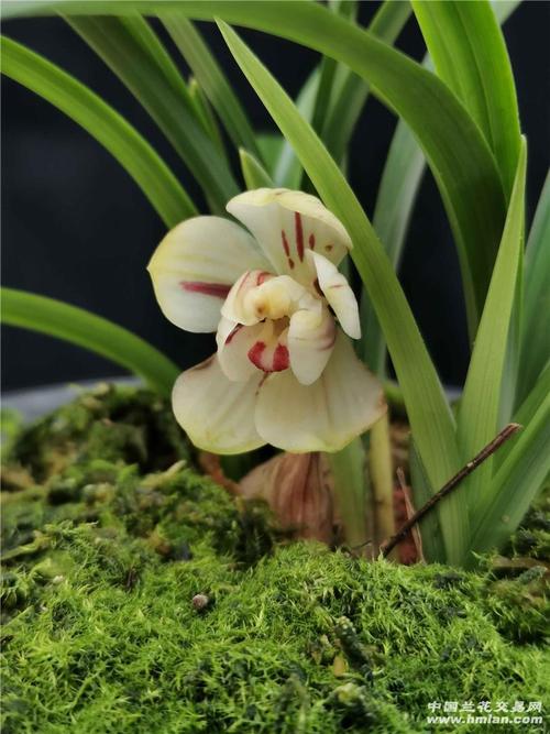 掌上明珠,开得像绿云一样-春兰篇-中国兰花交易网社区