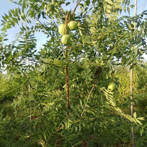 碧根果苗几年能结果碧根果嫁接核桃苗品保证美国山核桃桃产量高