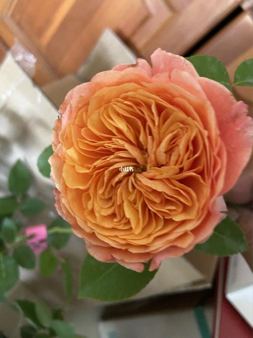 月季小苗-醉花亭_月季_维多利亚的秘密怎么样_家居家装_家居装饰