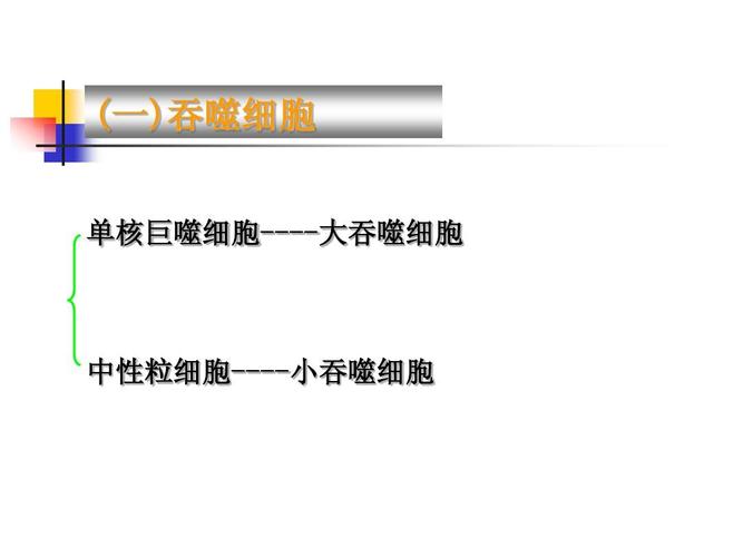 (一)吞噬细胞 单核巨噬细胞----大吞噬细胞 中性粒细胞----小吞噬细胞