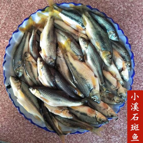 江西特产农家小溪野生石斑鱼淡水鱼溪水小鱼250g其它